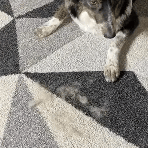 Guante Quitapelos Pethouse™ Mascotas